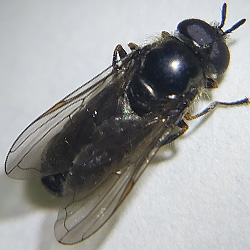 Pipizella pennina
